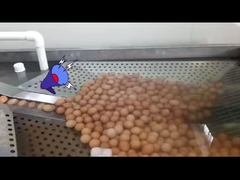 impianto di lavorazione delle uova liquide con rompicoi e pastorizzazione