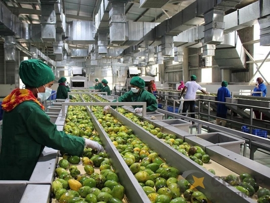 Macchina di lavorazione del succo di mango di alta qualità personalizzata