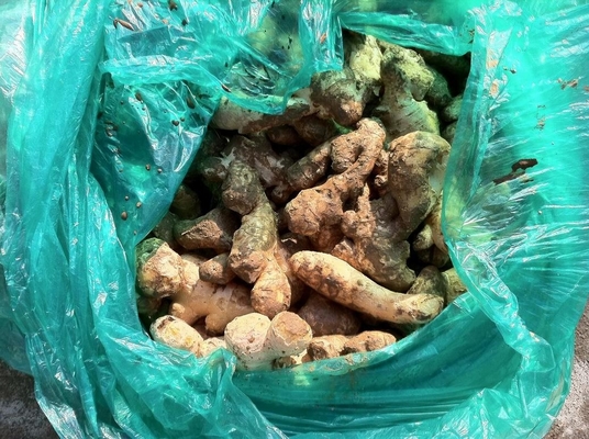 Estrattore industriale di succo di zenzero per frantumazione e succo con testa regolare a pressione regolabile